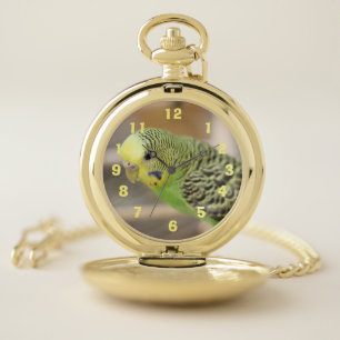 Kiwi Pocket Watch