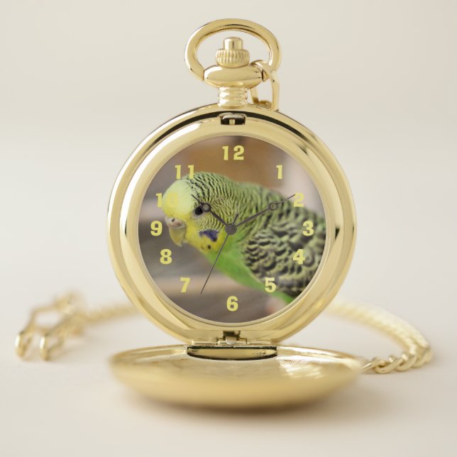 Kiwi Pocket Watch (Inside)