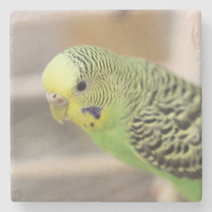 Kiwi Stone Coaster