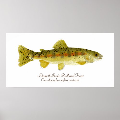 Klameth Basin Redband Trout Poster