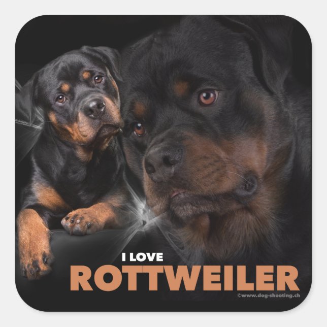 Kleber - Rottweiler Square Sticker (Front)