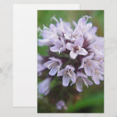 Kleine lila Blüten (Front/Back)