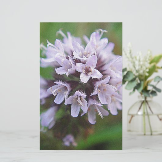 Kleine lila Blüten (Standing Front)