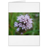 Kleine lila Blüten (Front)