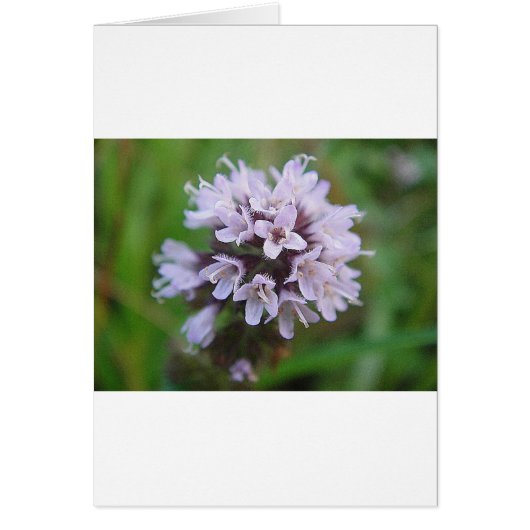 Kleine lila Blüten (Front)