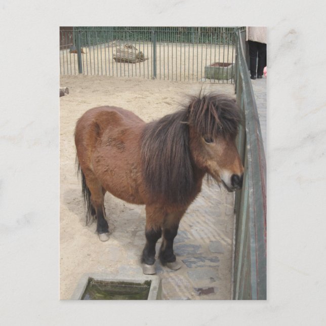 Kleines Pony Postcard (Front)