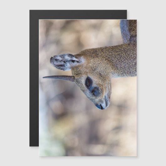 Klipspringer Portrait (Front/Back)
