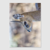 Klipspringer Portrait (Front)
