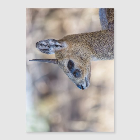 Klipspringer Portrait (Front)