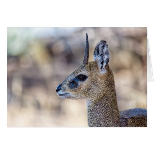 Klipspringer Portrait Cards (Front Horizontal)