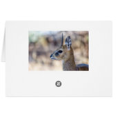 Klipspringer Portrait Cards (Back Horizontal)