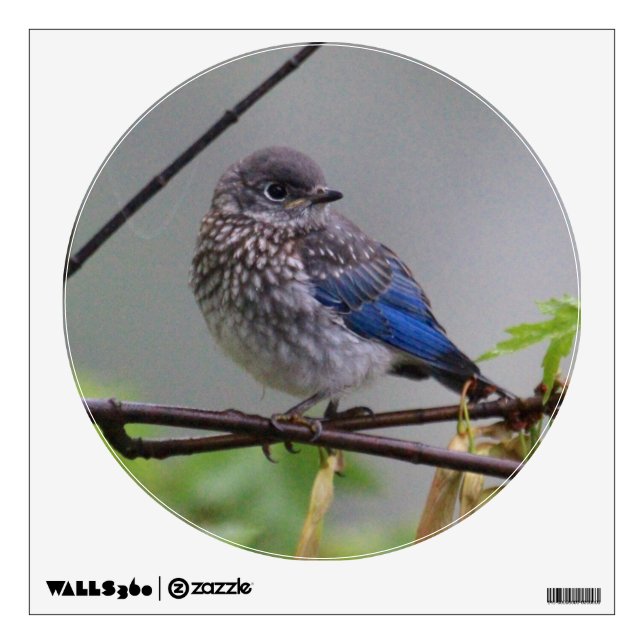 KMCphoto Baby Bluebird Decal (Front)