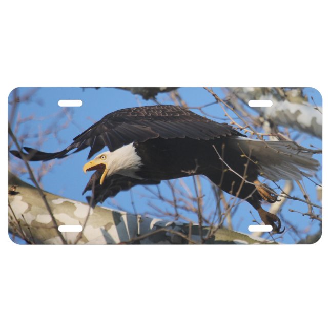 KMCphoto Bald Eagle License Plate (Front)