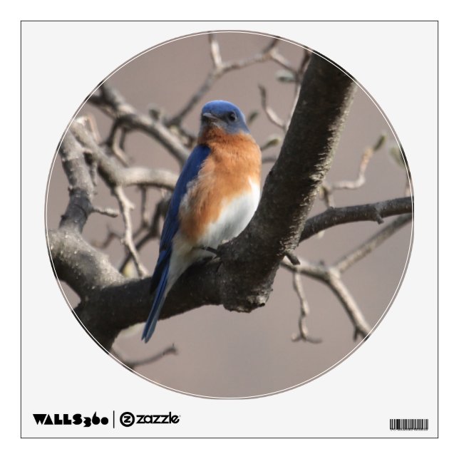 KMCphoto Bluebird Walld Decal (Front)