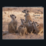KMP Meerkats 2025 Calendar<br><div class="desc">Let the meerkats accompany you throughout the coming year! The Kalahari Meerkat Project (KMP) researchers, volunteers and Friends visitors once again contribute their beautiful and endearing photos for the 2025 calendar. Adorable pups, meerkats in action and familiar mobs and individuals grace the pages. See the back of the calendar for...</div>