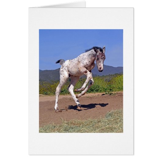 Knabstrupper Colt Cards (Front)