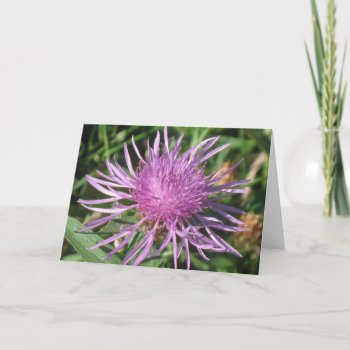 Knappweed Note Card by HeavensWork at Zazzle