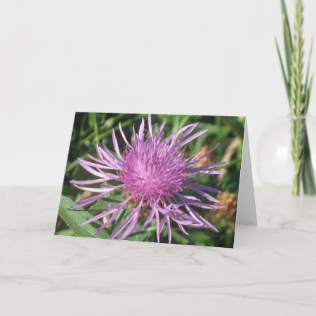 Knappweed Note Card