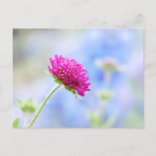 Knautia Macedonica Postcard