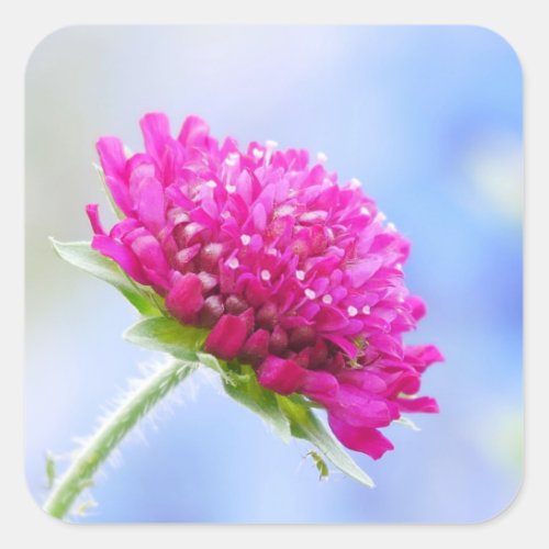 Knautia Macedonica Sticker 