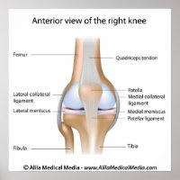 Anatomical Knee Joint Key Ring Keychain Femur Tibia 