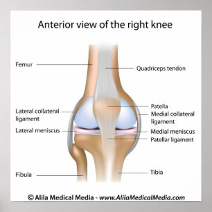 Knee joint anatomy labeled diagram. poster