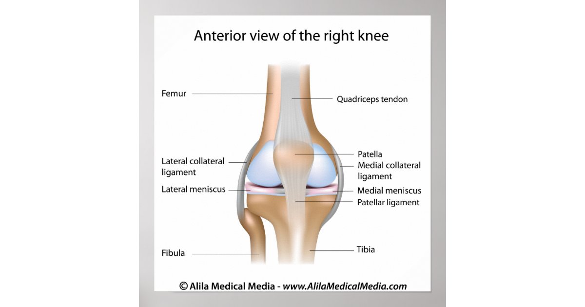 Knee joint anatomy labeled diagram. poster | Zazzle.com