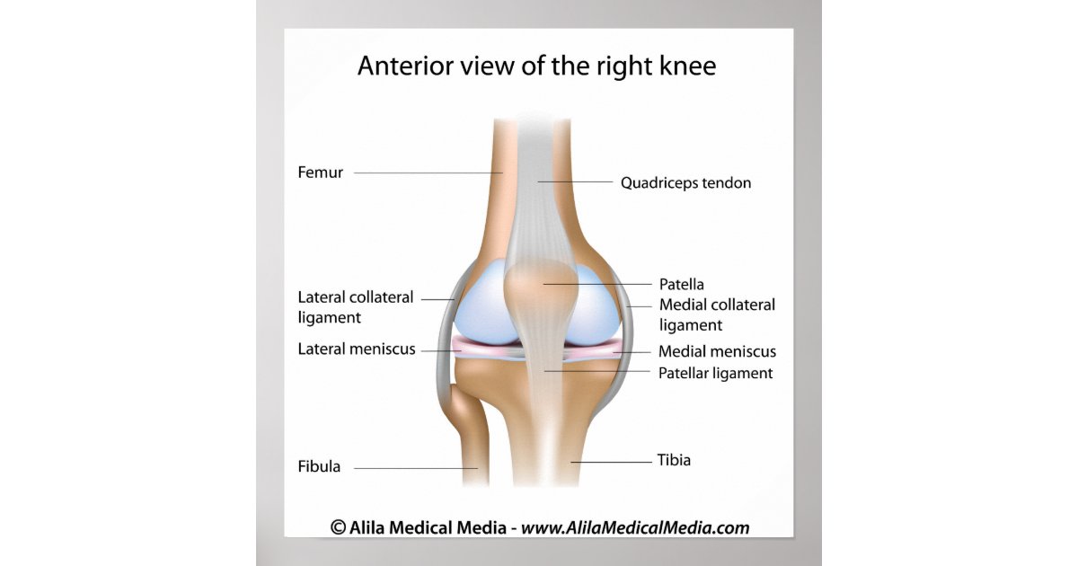 Anatomical Knee Joint Key Ring Keychain Femur Tibia 