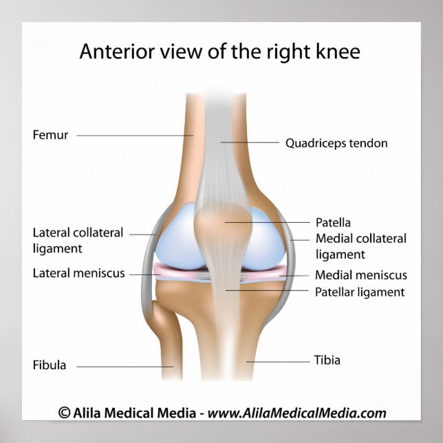 Knee joint anatomy labeled diagram. poster (Front)