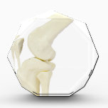 Knee joint model of human leg acrylic award<br><div class="desc">Knee joint model of human leg isolated on white background</div>