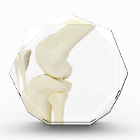 Knee joint model of human leg