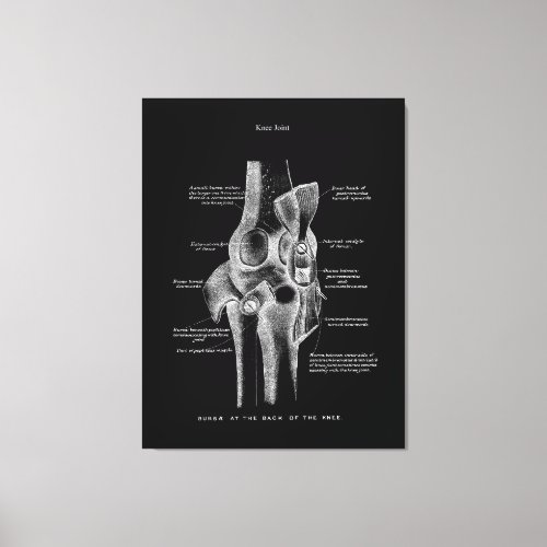 Knee Joints Anatomy Art Canvas Print