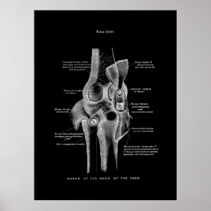 Knee Joints Anatomy Art Poster