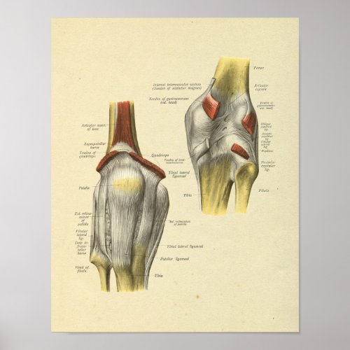 Knee Ligaments Joint Anatomy Bones Print