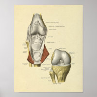 Knee Ligaments Joint Anatomy Bones Print