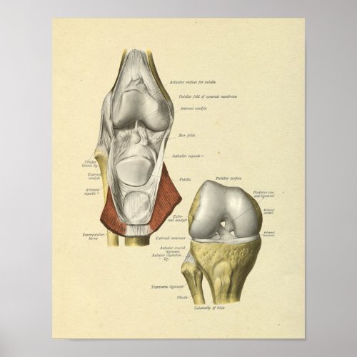 Knee Ligaments Joint Anatomy Bones Print