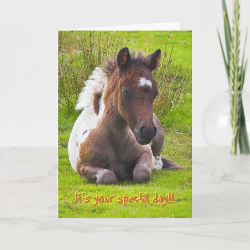 Kneeling Dartmoor Pony Foal birthday card