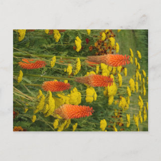 Kniphofia Uvaria Orange Flower DIY Postcard