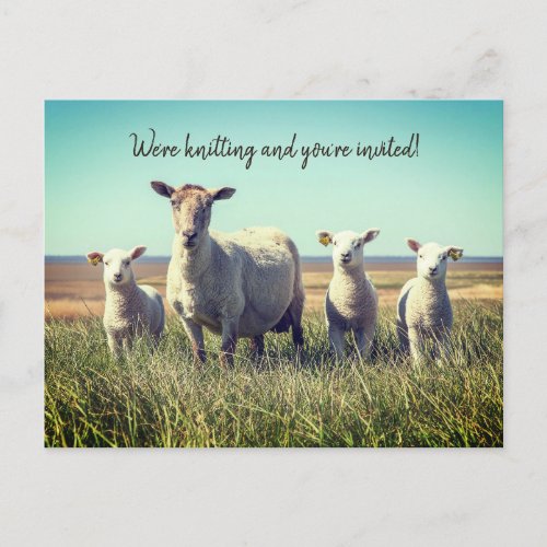 Knitting Club Lambs Sheep Invitation Postcard