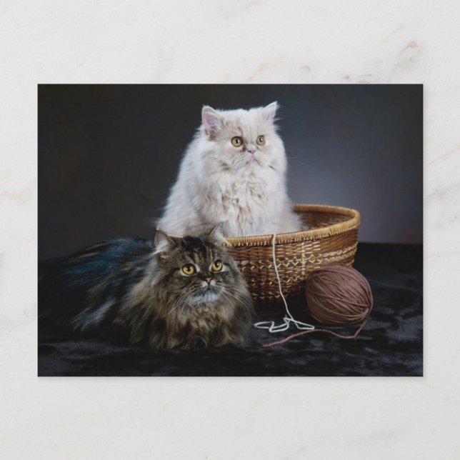 knitting wool funny birthday furry Persian cat Postcard (Front)