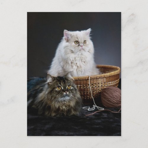 knitting wool funny birthday furry Persian cat Postcard