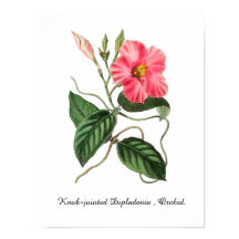 Knob-jointed Dipladenia , Orchid. 11 X 14