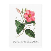 Knob-jointed Dipladenia , Orchid.