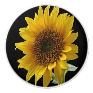 Knob Sunflower