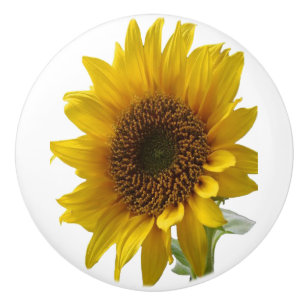 Knob Sunflower