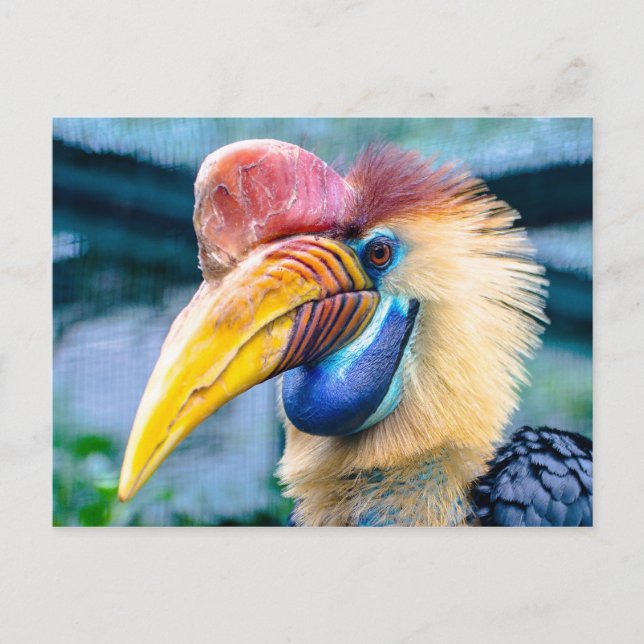 Knobbed Hornbill Postcard (Front)