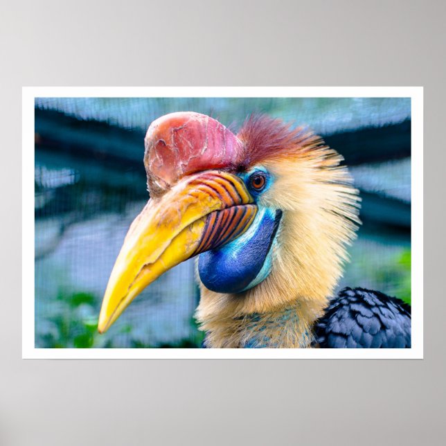 Knobbed Hornbill Poster (Front)