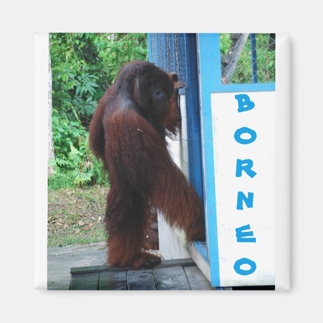 Knock Knock Neighborhood Friends Borneo Magnet (Front)