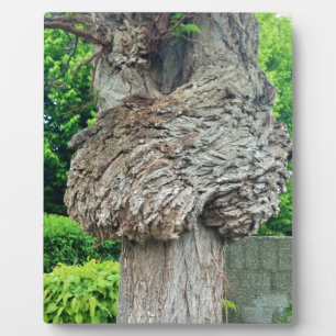 Knot on Tree Trunk, Knar, Nature Green Plaque