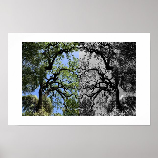 Knots Reflection Photography Poster (Front)